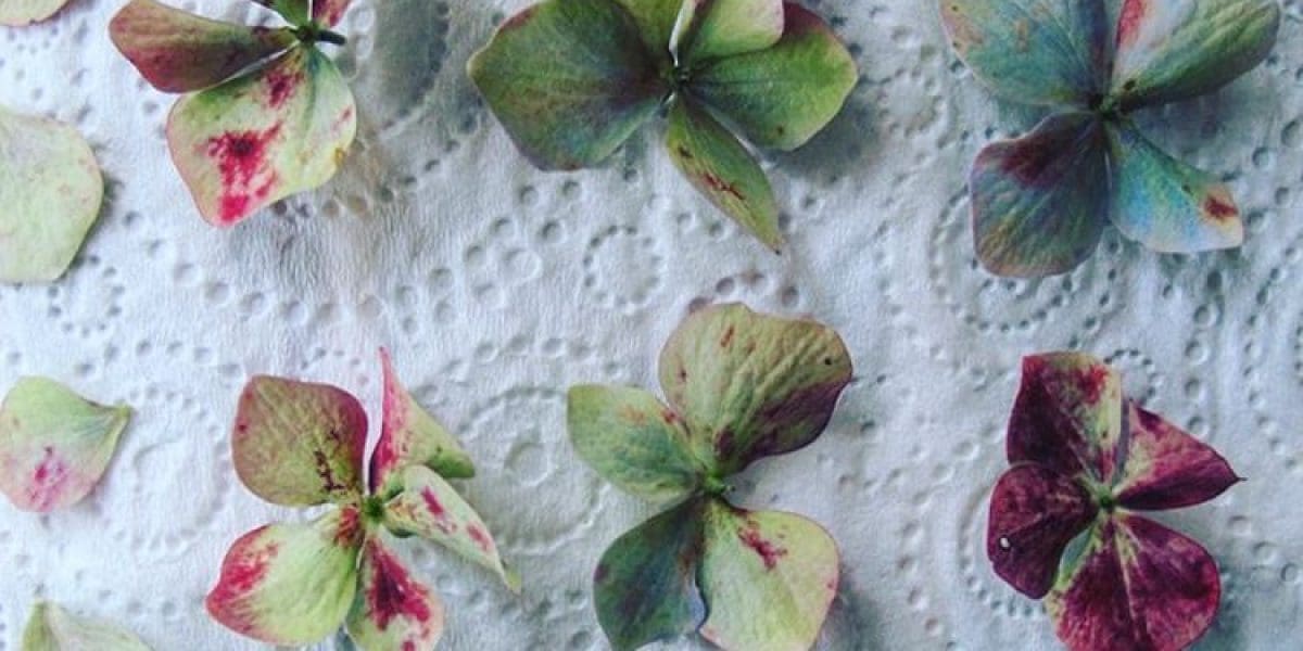 Hydrangea's about to be pressed