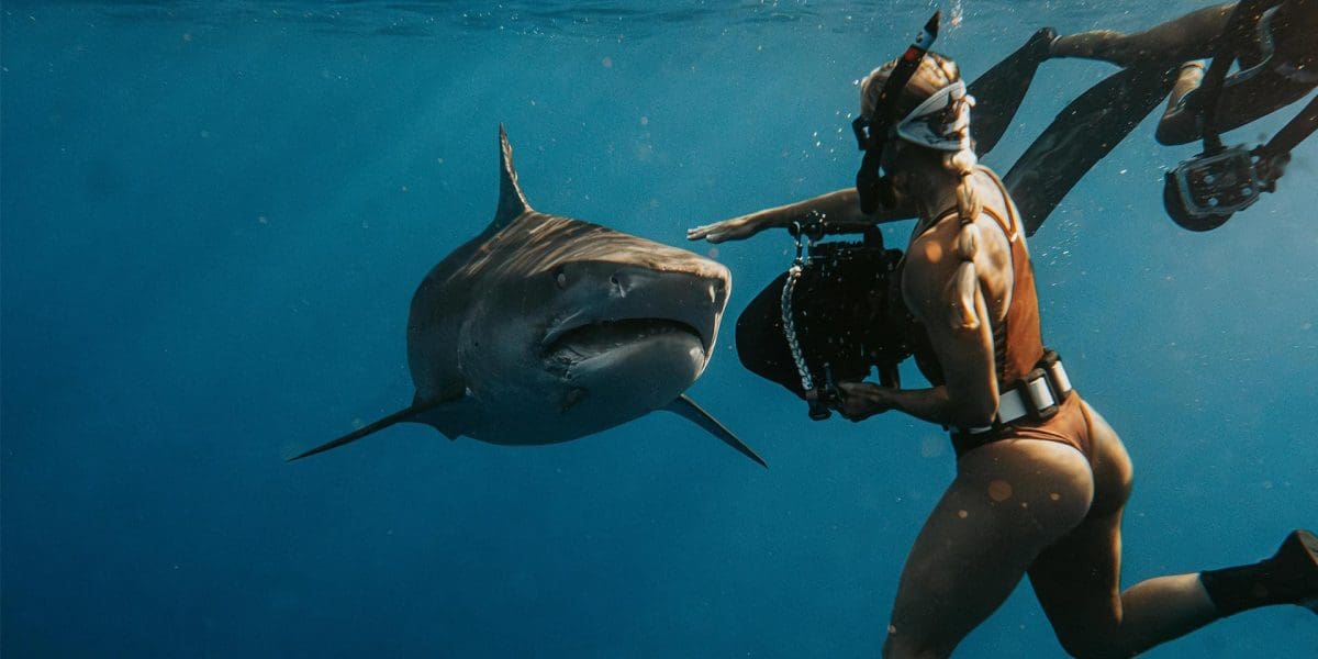 Shark-experience-butt